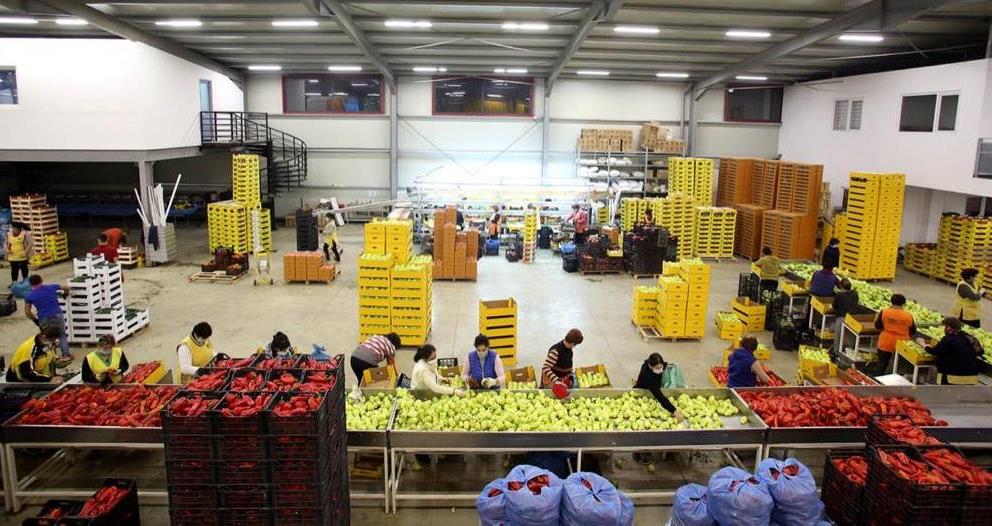 Zevendesohet prodhimi vendas, rritet me 44 per qind importi i zarzavateve